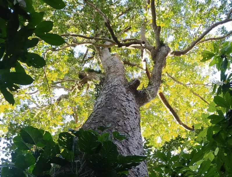 Wild Cashew <span>(Anacardium excelsum)</span>