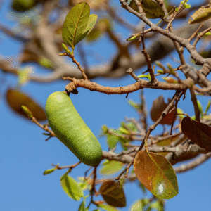 West Indian Locust <span>(Hymenaea courbaril)</span>